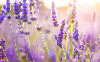 Lavender Flowers screenshot