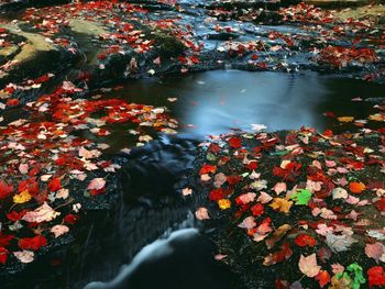 Leaf Covered Stream, South Cumberland State Park, Tennessee screenshot