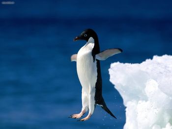 Leap Of Faith Adelie Penguin screenshot
