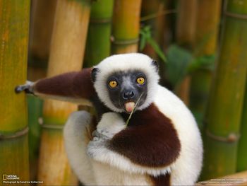 Lemur, Madagascar screenshot