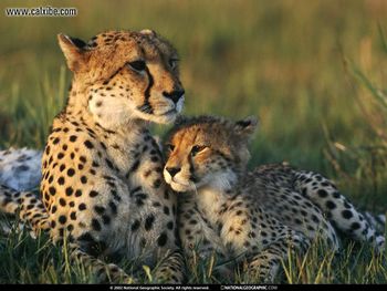 Leopard Among Impalas Kenya screenshot