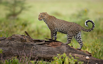 Leopard Kenya screenshot