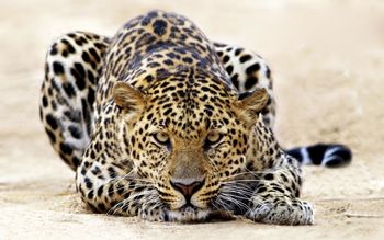 Leopard Staring screenshot