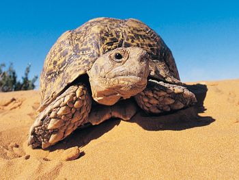 Leopard Tortoise, Kalahari Desert screenshot