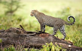 Leopard Wildlife screenshot