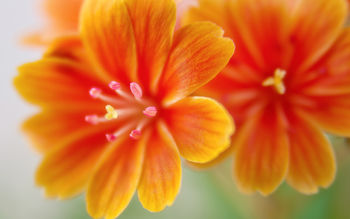 Lewisia flowers screenshot