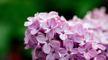 Light Purple Flowers 1080p screenshot