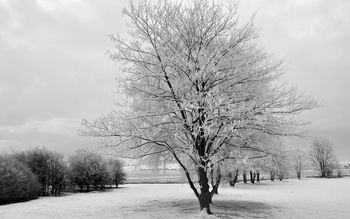 Light Snow With Early Frost screenshot