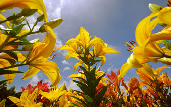Lily Flowers screenshot