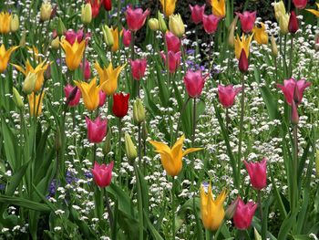 Lily Tulips Among White Cornflowers, Butchart Gardens, Victoria, British Columbia screenshot