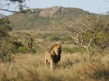 Lion In The Mountains, Phinda Private Game Reserve, South Africa screenshot