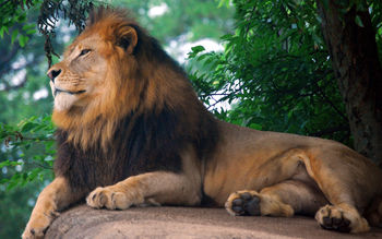 Lion King of Zoo screenshot