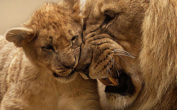 Lion Mother Cub screenshot