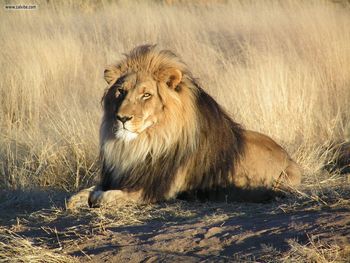 Lion Waiting In Nambia screenshot