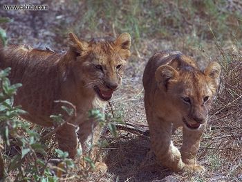 Lioncubs screenshot