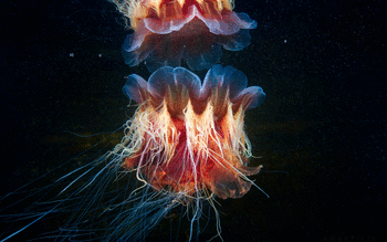 Lions mane Jellyfish screenshot