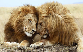 Lions Pair screenshot