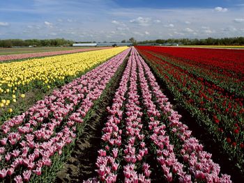 Lisse, Holland screenshot