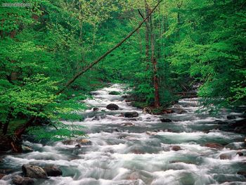 Little Pigeon River Great Smoky Mountains Tennessee screenshot