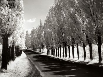 Lombardy Poplars New York Near Geneva screenshot