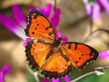 London Butterfly House screenshot