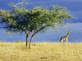 Lone Giraffe On The Serengeti, Africa screenshot