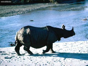 Lone Rhino screenshot