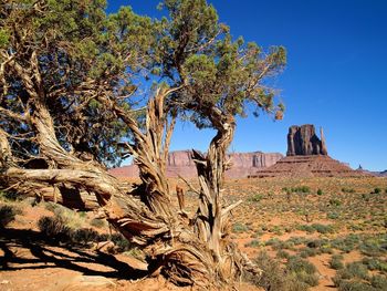 Lone Shrub Monument Valley screenshot