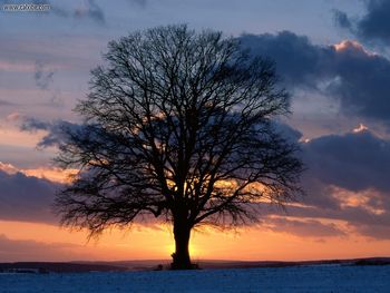 Lone Tree At Sunset screenshot