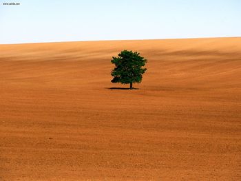 Lone Tree Victoria screenshot