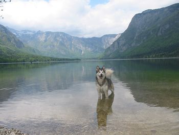 Lonely Wolf screenshot
