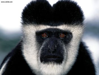 Lonesome Abyssianian Colobus screenshot