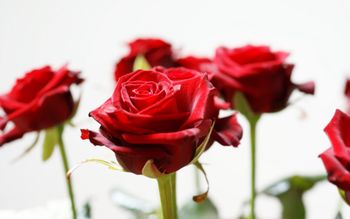 Long Stem Red Roses screenshot