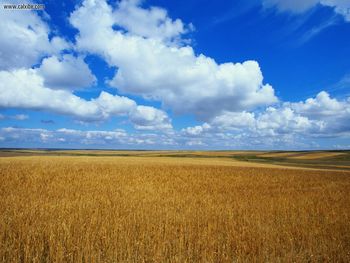 Longhorn Wheatfield Bliss screenshot