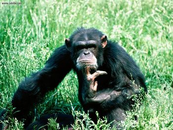 Lost In Thought Chimpanzee screenshot