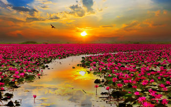 Lotus Flowers screenshot
