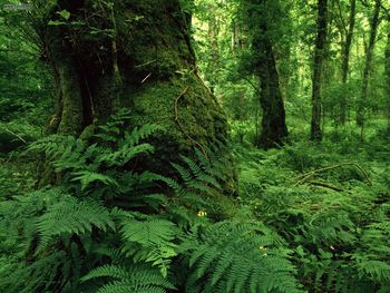 Lough Key Forest Park Ireland screenshot