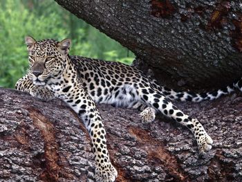 Lounging Leopard screenshot