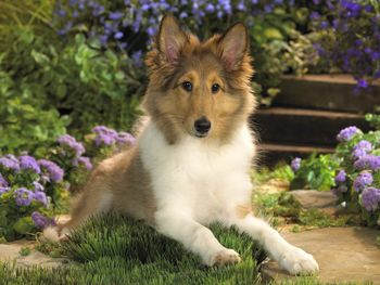 Lounging Sheltie screenshot