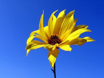 Lovely Flowers screenshot