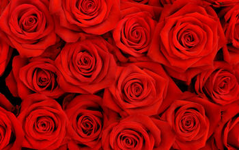 Lovely Roses HQ screenshot