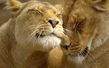 Loving Lions screenshot