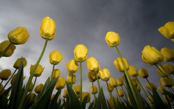 Low Angle Tulips screenshot