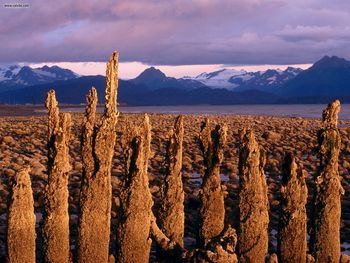 Low Tide Homer Alaska screenshot