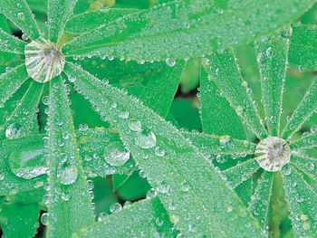 Lupine And Water Droplets, Olympic National Park, Washington screenshot