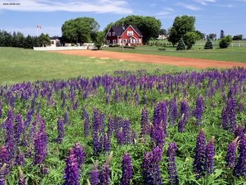 Lupines Kings County Prince Edward Island Canada screenshot