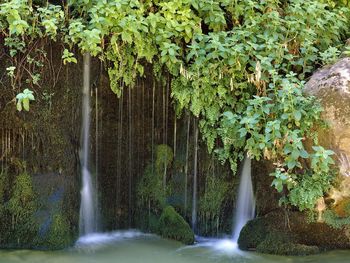 Lush Foliage, Zion National Park, Utah screenshot