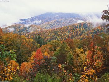 Lush Landscape Appalachian Mountains North Carolina screenshot