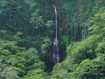 Lush Waters Costa Rican Forest screenshot