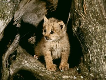 Lynx Cub Loomis State Forest Washington screenshot